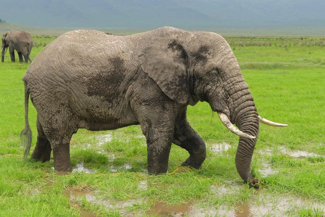Tarangire National park
