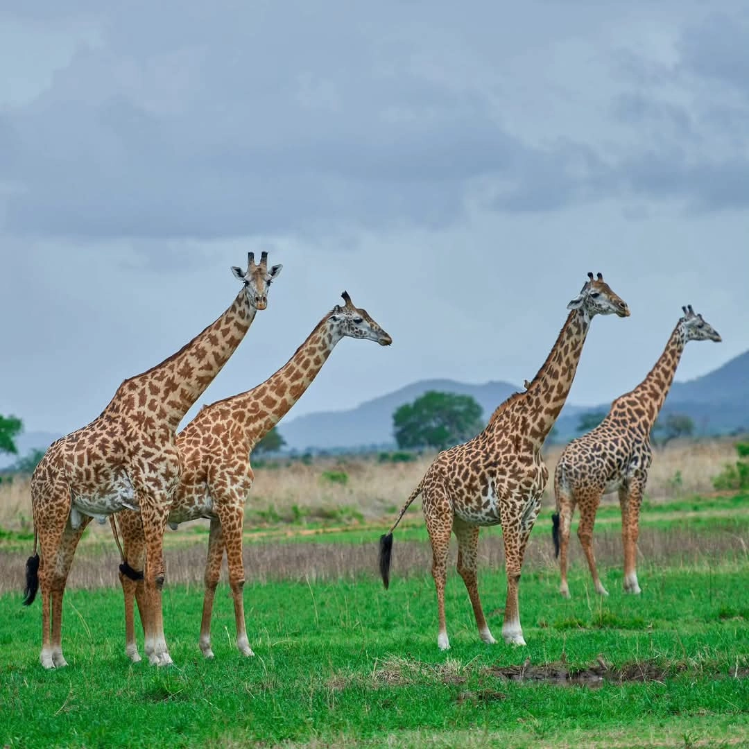 Nyerere National Park