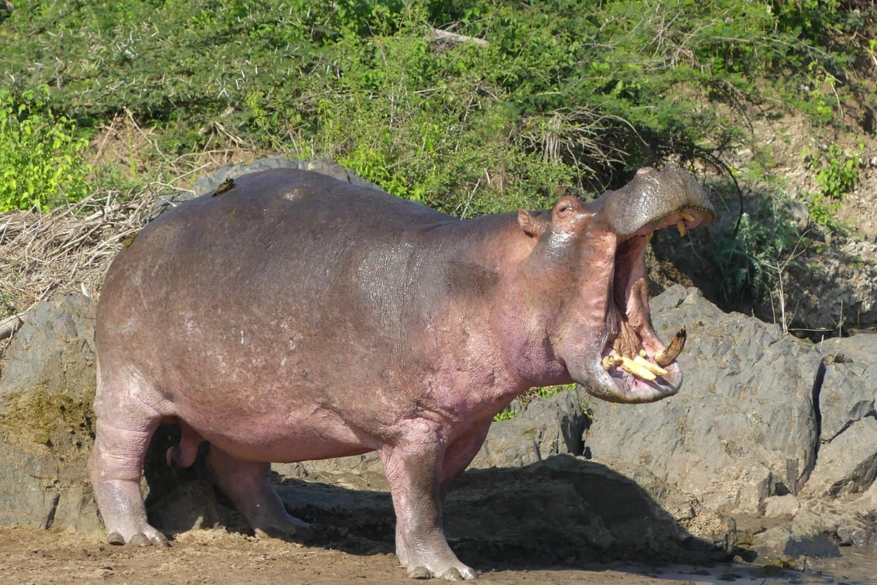 Ngorongoro Conservation Area