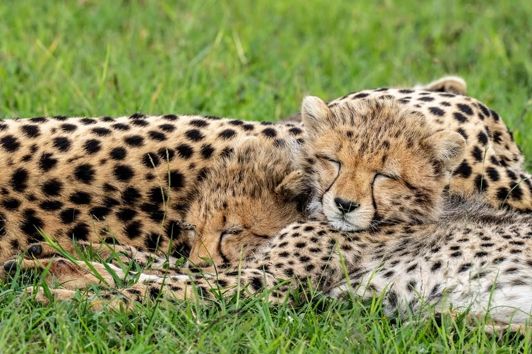 Mkomazi National Park