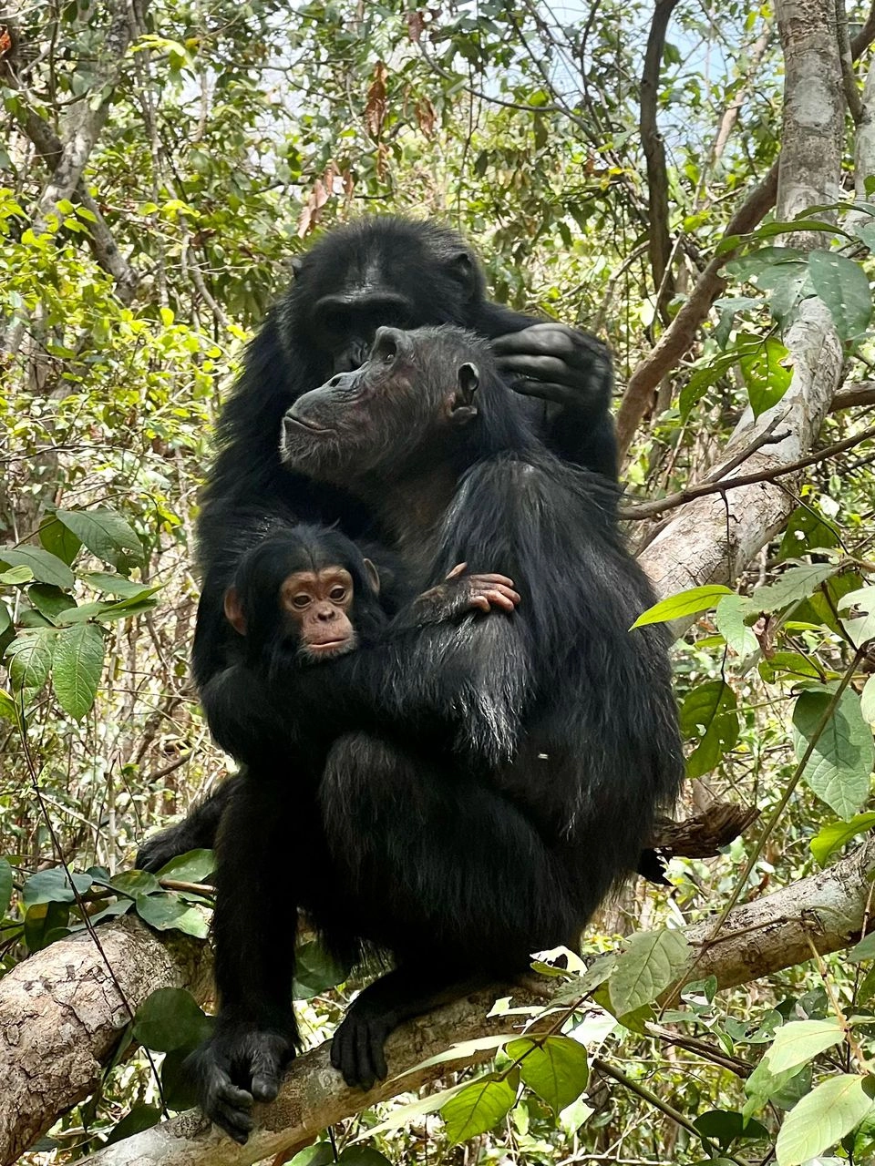 Gombe National Park