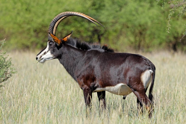 Ruha National Park
